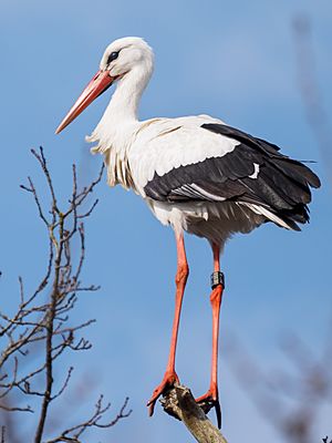 Ringed white stork.jpg