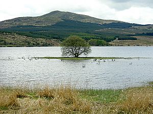 Small Island in Carron Valley Reservoir - geograph.org.uk - 170456