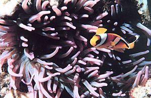 Two-banded clown fish - Amphiprion bicinctus - in sea anemone.jpg