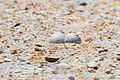 Two Least Tern Eggs in Typical Shallow Nest