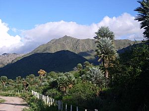 Cerro camino palmeras
