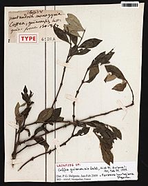 Coffea guianensis Aubl. s.n. MNHN P-P00777933