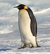 Emperor Penguin Manchot empereur.jpg