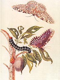 Metamorphosis of a Butterfly Merrian 1705