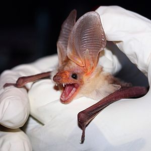 Pallid Bat (Antrozous pallidus).jpg