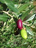 Ripening olives.jpg