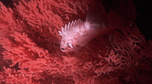 Rockfish red tree coral