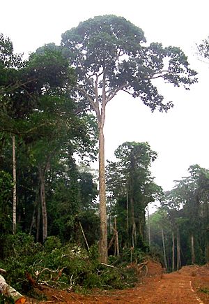 Sapele Tree Congo Brazzaville