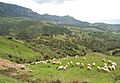 Sheep near lula sardinia