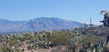 View of Mount Lemmon from West Saguaro National Park near Tuscon, AZ.jpg
