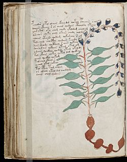 Voynich Manuscript (108)