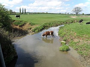A liquid lunch in the Eye Brook - geograph.org.uk - 1286340