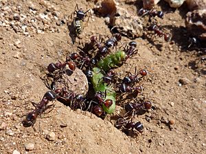 Ants Eating A Caterpillar