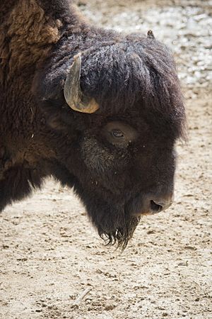 Bison bison - 02