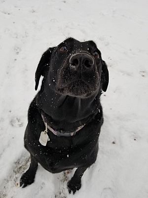 Black Labrador Retriever (Nitro)