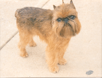Brussels Griffon Rembrant.png