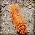 Fuzzy-Orange-Caterpillar
