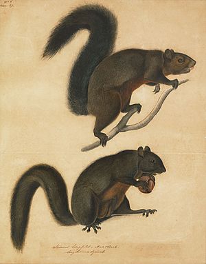 Long Haired Squirrel by John James Audubon