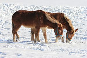 Mules leisurely enjoying the sun and the snow