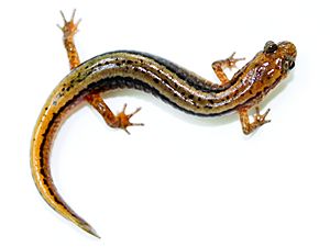 Northern Two-lined Salamander Eurycea bislineata.jpg
