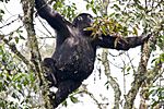 Nshongi Gorilla Group-7, by Justin Norton