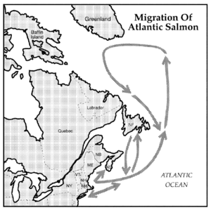 Ocean migration of Altantic salmon