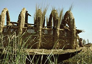 Reed house under construction, Iraq marshes 1978 - panoramio