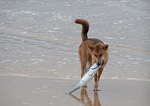 The Dingo Finds a Dead Fish