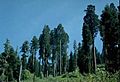 Alder creek CA giant Sequoias