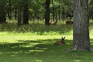 Austin state park deer