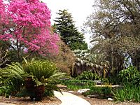 LA County Arboretum - knoll