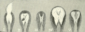 Life Histories of Northern Mammals (1909) Cervidae tails