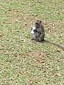 Macaque with soda can