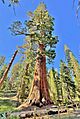 Mariposa Tree, Mariposa Grove, Yosemite National Park - June 2022