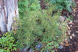 Rhododendron stenopetalum - Dunsmuir Botanical Gardens - DSC02922