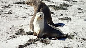 Sea Lion Mother & Cub - Pearson Island, Investigator Group Conservation Park, South Australia
