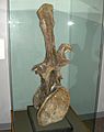 Supersaurus vivianae dorsal vertebra