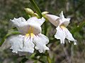 White trumpet flower Anza-Borrego