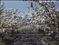 (Apple orchards, trees in full bloom, wooden fence posts in the distance) (Tasmania) - (Frank Hurley) (9711313115)