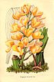 Acineta chrysantha (1849)