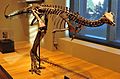 Beneski Museum of Natural History Dryosaurus altus