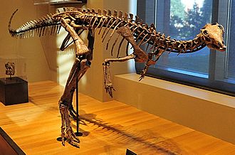Beneski Museum of Natural History Dryosaurus altus.jpg