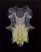 Broadnose sevengill shark braincase CT scan by John G. Maisey AMNH