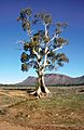 CSIRO ScienceImage 4682 Casneauxs Tree with the ramparts of Wilpena Pound in the background Flinders Ranges SA 1992