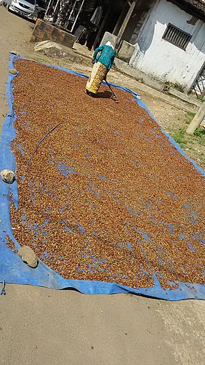 Coffee drying traditional Indonesia