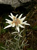 Edelweiss in cold valley