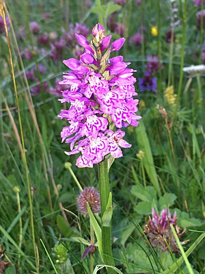 Hebridean Spotted Orchid