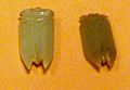 Jade cicada amulets. Western Han Dynasty 206 BCE - CE 8