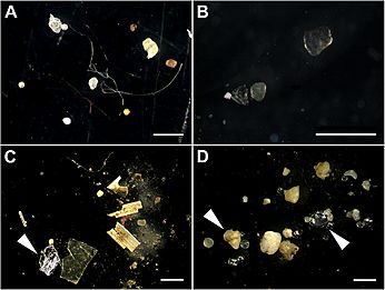 Microplastics in sediments