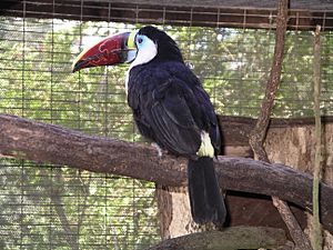 Red-billed toucan 31l07.JPG